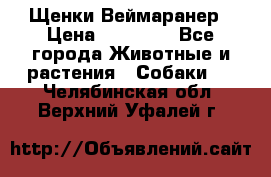 Щенки Веймаранер › Цена ­ 40 000 - Все города Животные и растения » Собаки   . Челябинская обл.,Верхний Уфалей г.